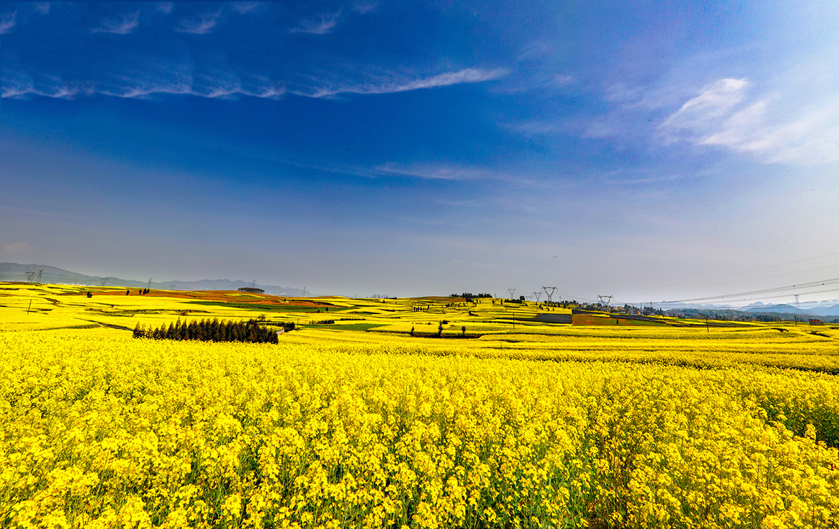 羅平油菜花  袁國(guó)林?jǐn)z 10  .jpg