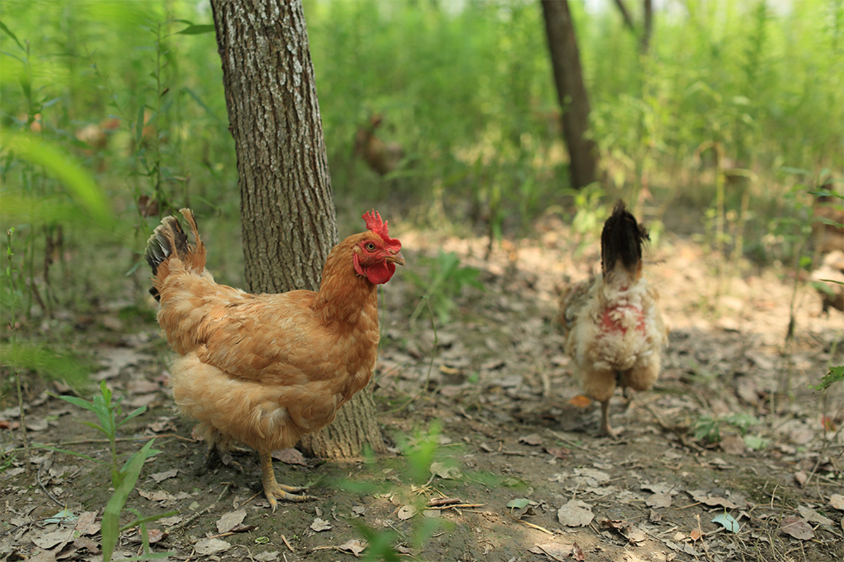 1689152240507711.jpg 17f10c1986839e44e5cbd1653f572496.jpg