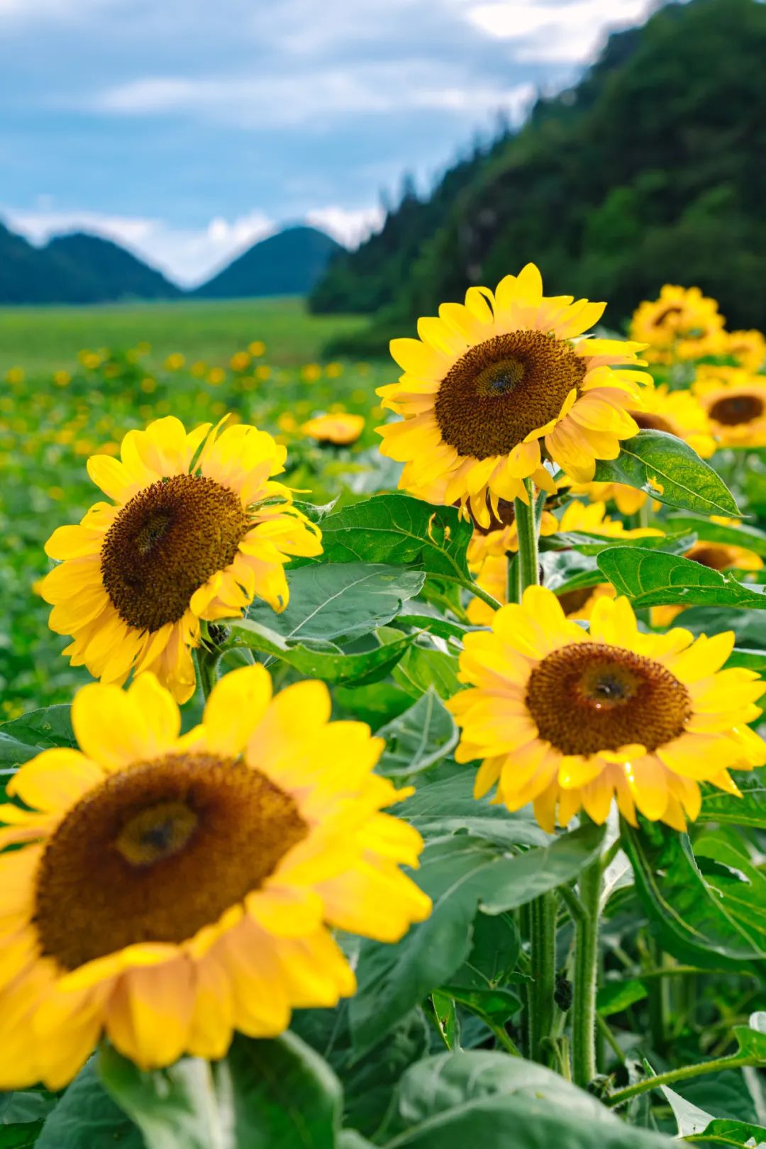 1710482291132884.jpg 640 (9).jpg